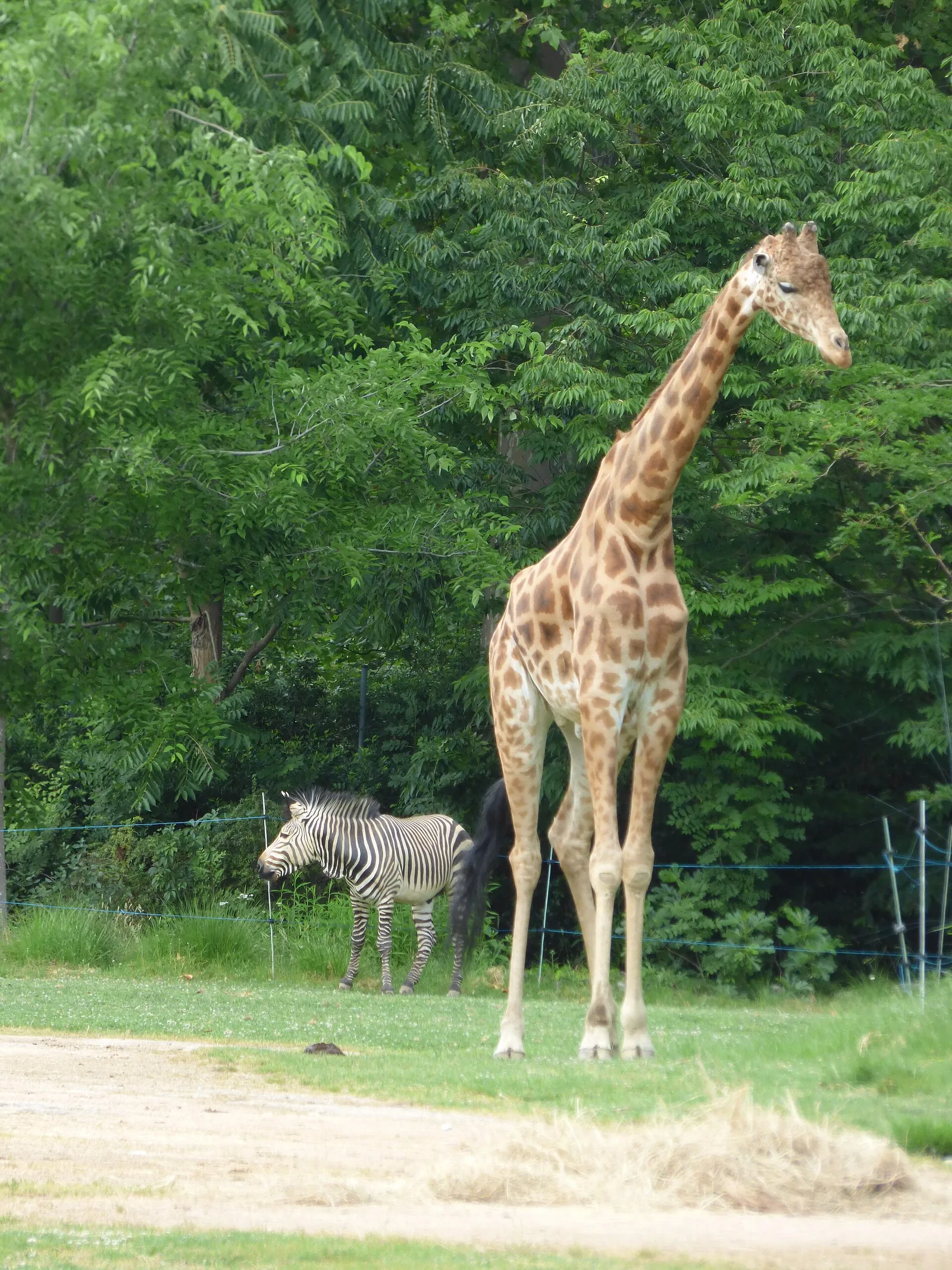 Girafe et zèbre au zoo de Lyon