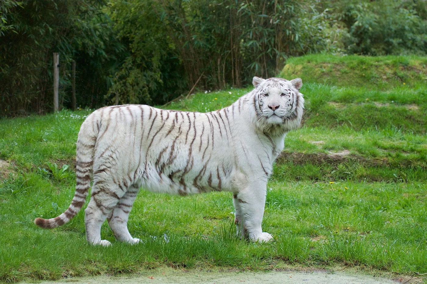 Tigre blanc au Zoo de La Flèche