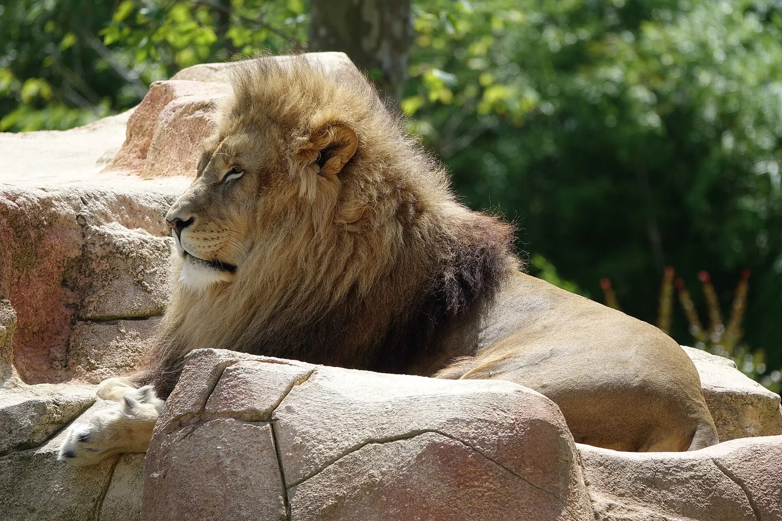 Lion d'Afrique