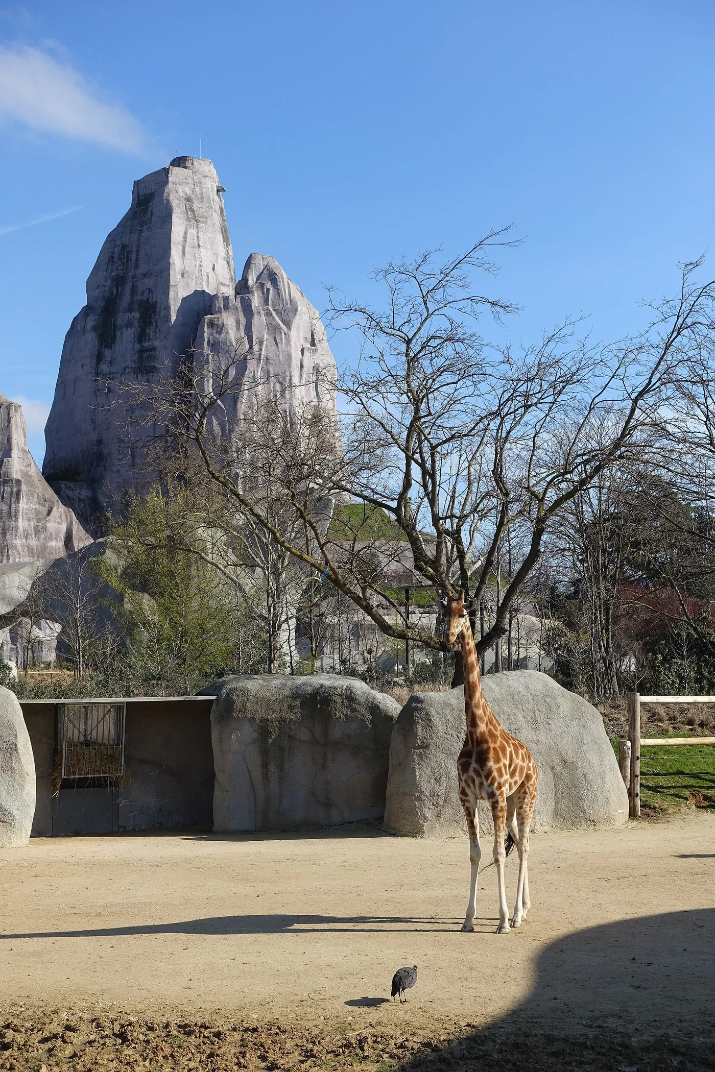 Girafe devant le Grand Rocher du Parc zoologique de Paris